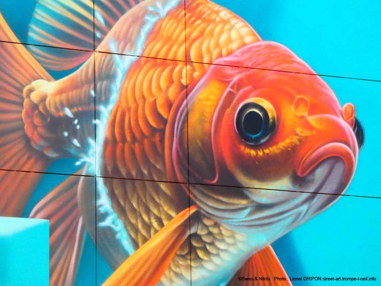 Poisson combattant-04
