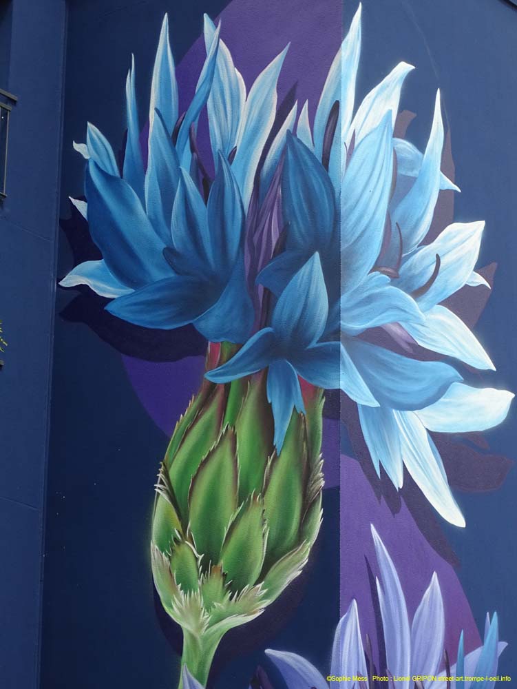 Bleuets