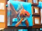 Poisson combattant-04