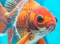 Poisson combattant-04