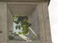 Vigne en ville