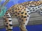 Ocelot parisien