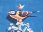 Cachalot et oiseaux