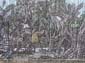 Fontainebleau