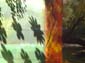 Accroupis