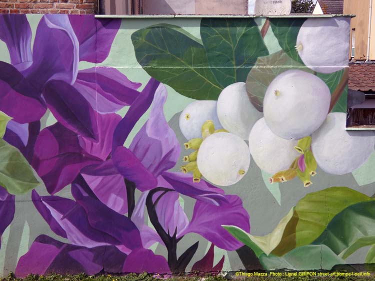 Plantes des Hortillonnages