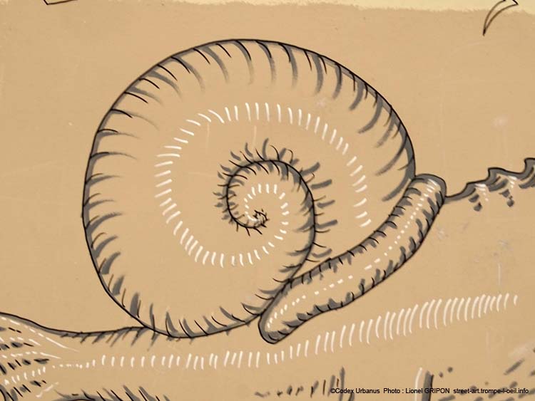 Helix megaptera