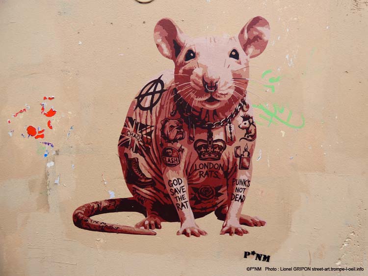 Rat Sphynx-01