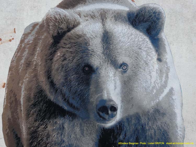 Ours brun-03