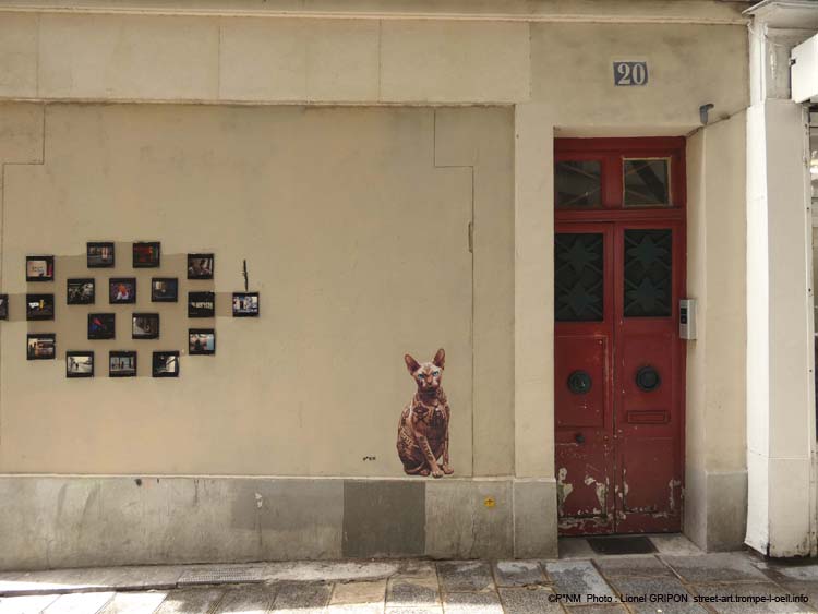 Le Chat Sphynx-03