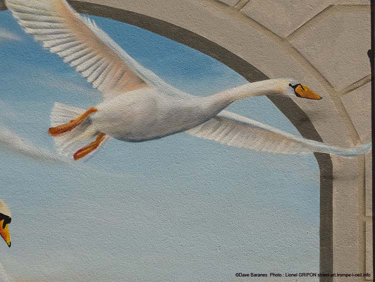 Vol de cygne