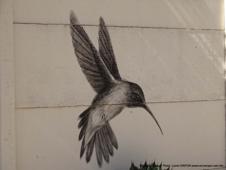 Vol de colibris