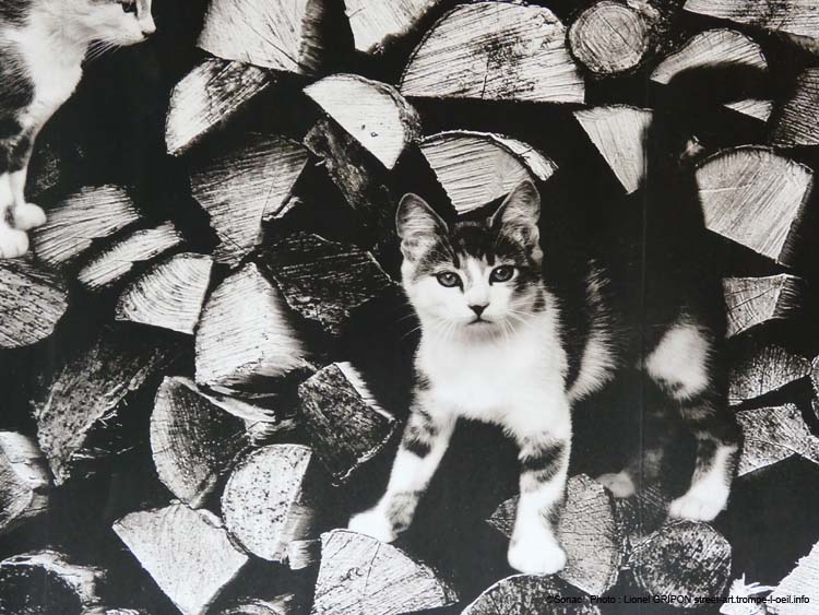 Chats nichés