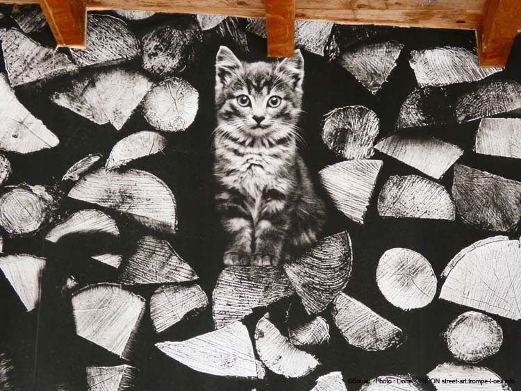 Chats nichés