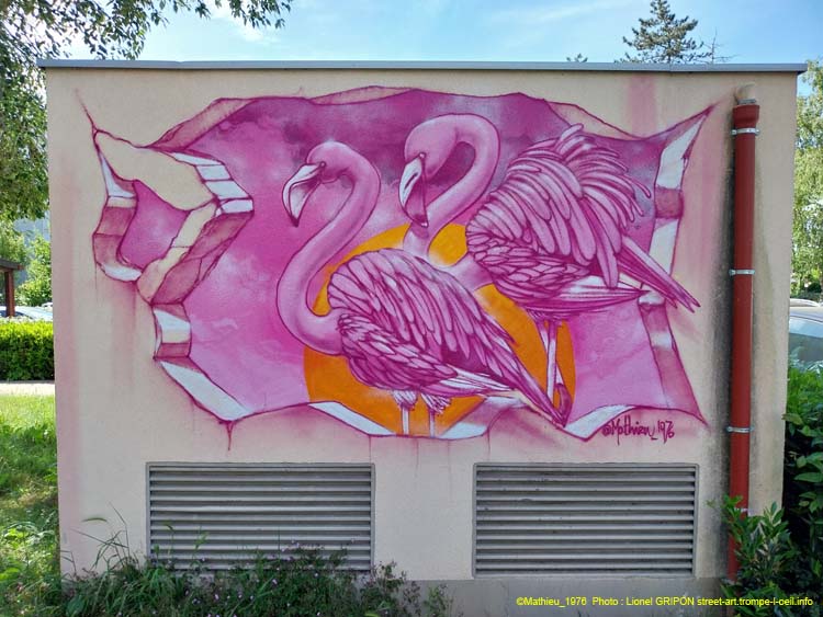 Flamants roses