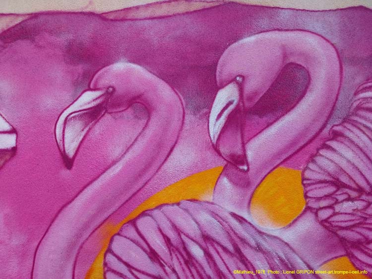 Flamants roses