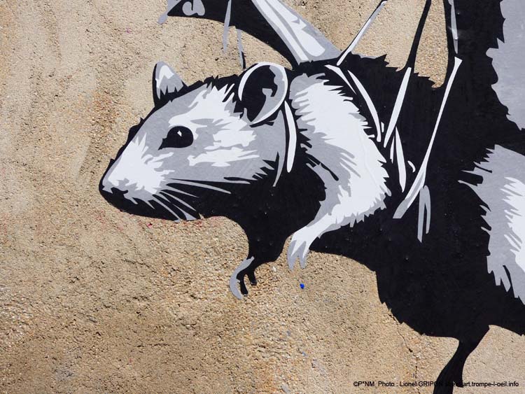 Chauve souris