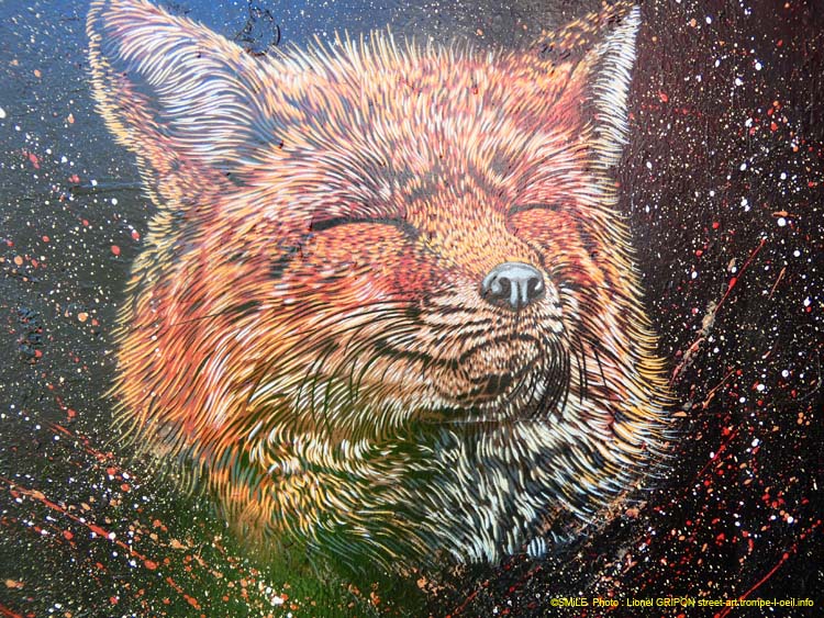 Renard roux-02
