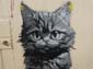 Chat qui parle