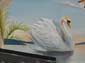 Vol de cygne