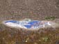 Baleine bleue-02