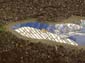 Baleine bleue-02
