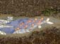Baleine bleue-02