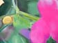 Papillon butinant
