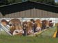 Vaches limousines