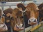 Vaches limousines