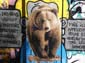 Ours brun-02