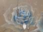 Roses bleues