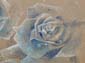 Roses bleues