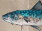 Poisson dans eau