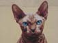 Le Chat Sphynx