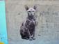 Le Chat Sphynx-04