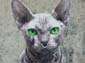 Le Chat Sphynx-04