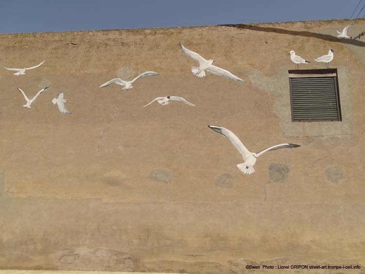 Mouette rieuse