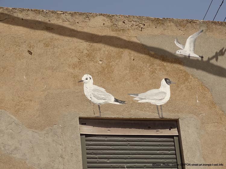 Mouette rieuse